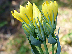 Developing flowers