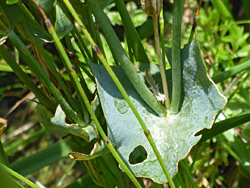 Perfoliate leaf