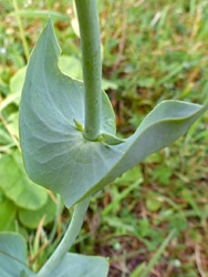 Grey-green leaf