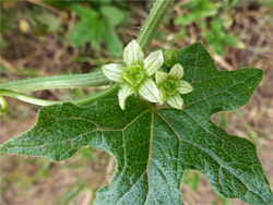 Flowers and leaf