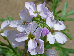 Sea rocket