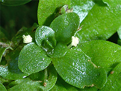 Leaves and flowers