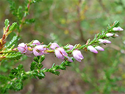 Pale pink flowers