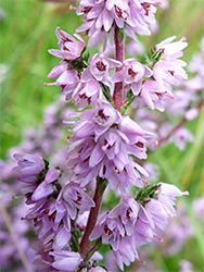 Pale pink flowers