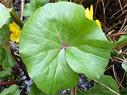 Round leaf