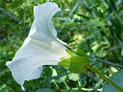 Conical flower