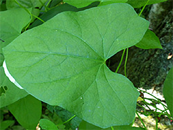 Heart-shaped leaf