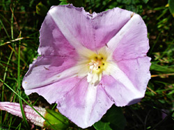 Pink and white flower