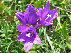 Four purple flowers