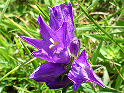 Buds and flowers