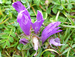 Clustered bellflower