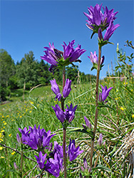 Clustered bellflower