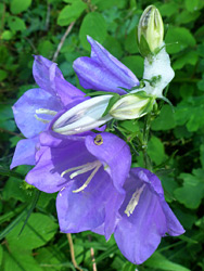 Giant bellflower