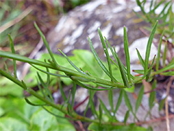 Linear stem leaves