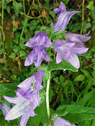 Pale purple flowers