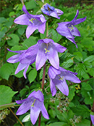 Group of flowers