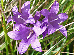 Three flowers