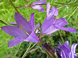 Campanula trachelium