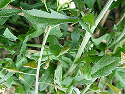 Sparsely hairy leaves