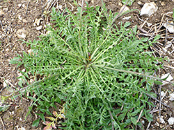 Basal leaves