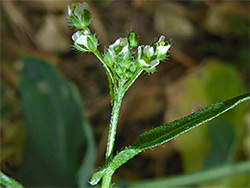 Upper stem leaf
