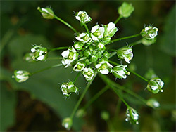 Sparsely hairy flowers