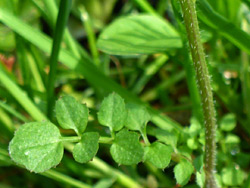 Lower stem leaf