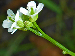 White flowers