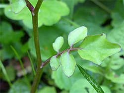 Pinnate stem leaf