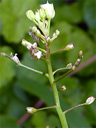 Fruits and flowers