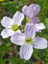 Four flowers