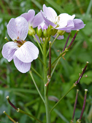 Pale pink flowers