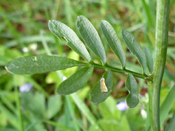 Compound leaf