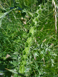 Leaves and stem