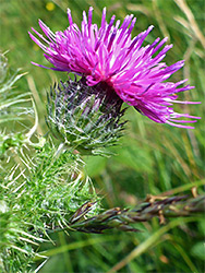 Flowerhead and spiny stem