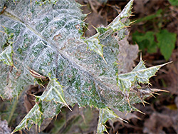Cottony-hairy leaf