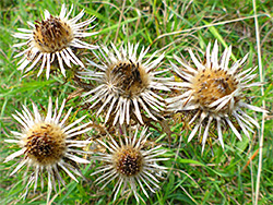 Five flowerheads