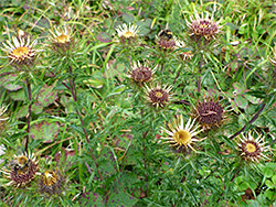 Group of flowerheads