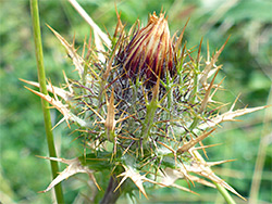 Carline thistle