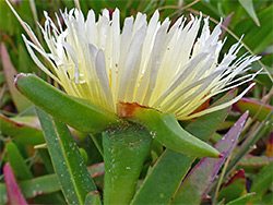 Yellowish-white petals