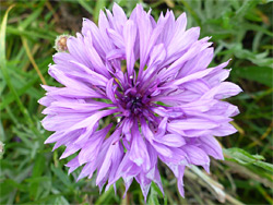 Cornflower