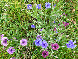 Clustered stems