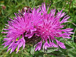 Centaurea nigra