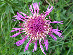 Greater knapweed