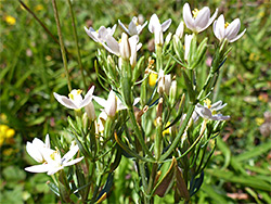 White flowers