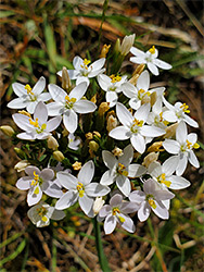 Cluster of white flowers
