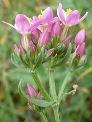 Flowers and bracts