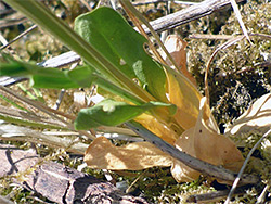 Withered basal leaves