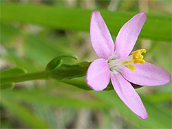 Pink petals and yellow anthers