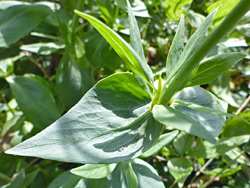 Pointed leaves
